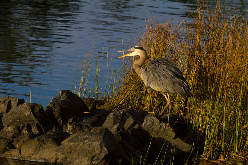 Great Blue Heron